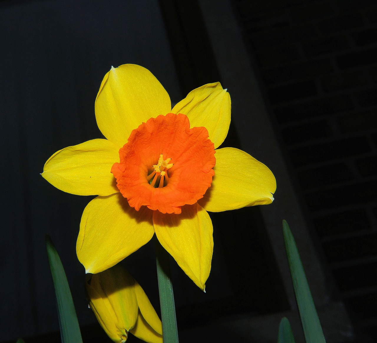 Narcizas,  Daffodil,  Žiedas,  Žydėti,  Gėlė,  Pavasaris,  Gėlės,  Narcissus Pseudonarcissus,  Bicolor,  Spalvinga