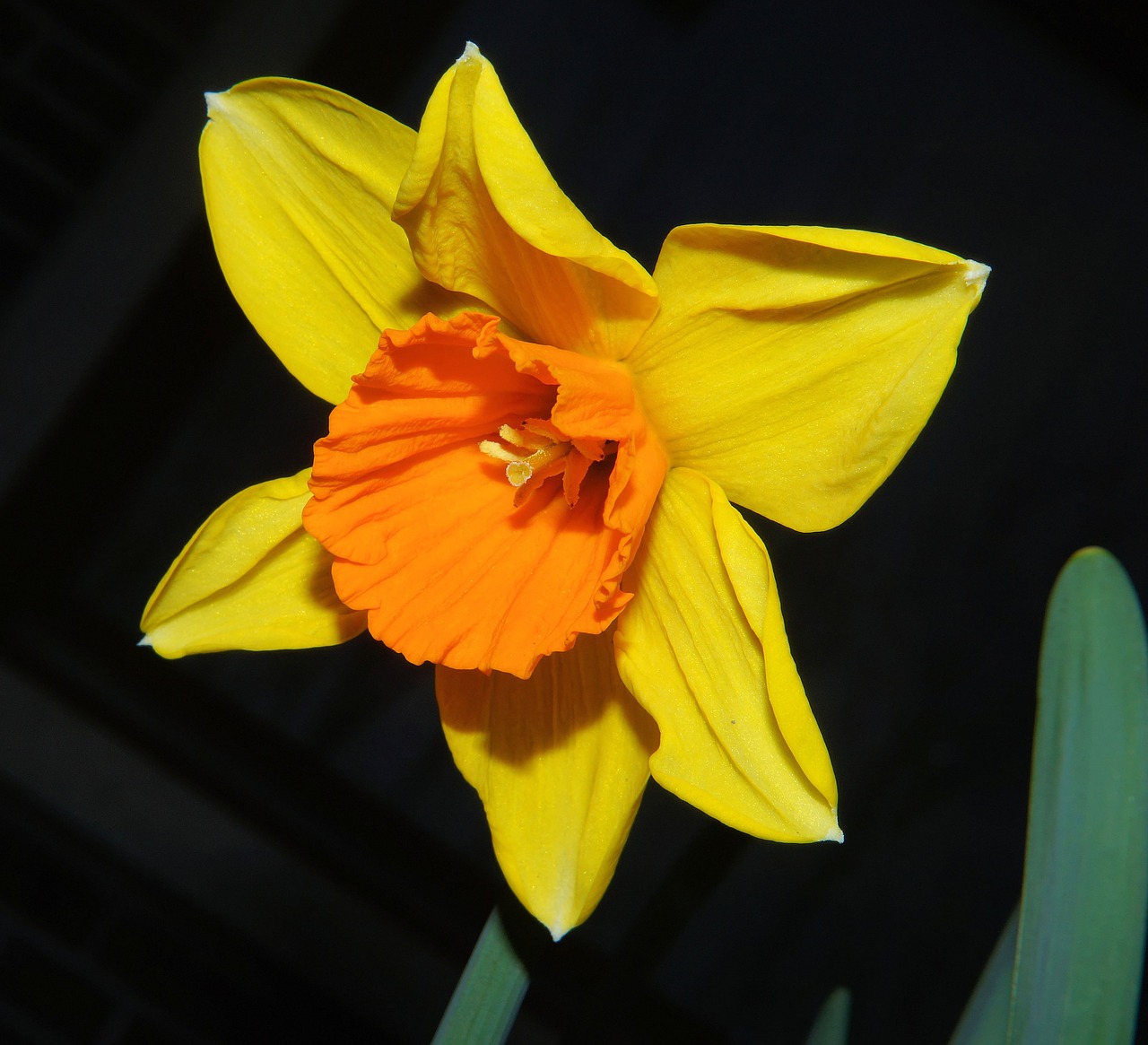 Narcizas,  Daffodil,  Žiedas,  Žydėti,  Gėlė,  Pavasaris,  Gėlės,  Narcissus Pseudonarcissus,  Bicolor,  Spalvinga