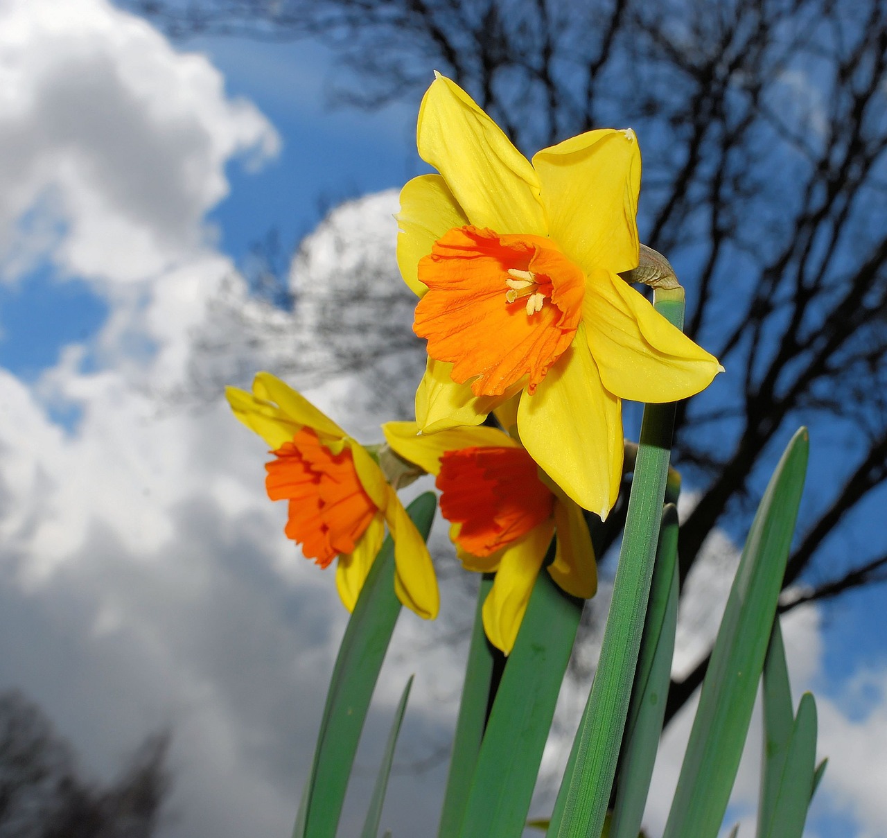 Narcizas,  Žiedas,  Žydėti,  Geltona,  Daffodil,  Pavasaris,  Gėlė,  Augalas,  Narcissus Pseudonarcissus,  Amarilio Augalas