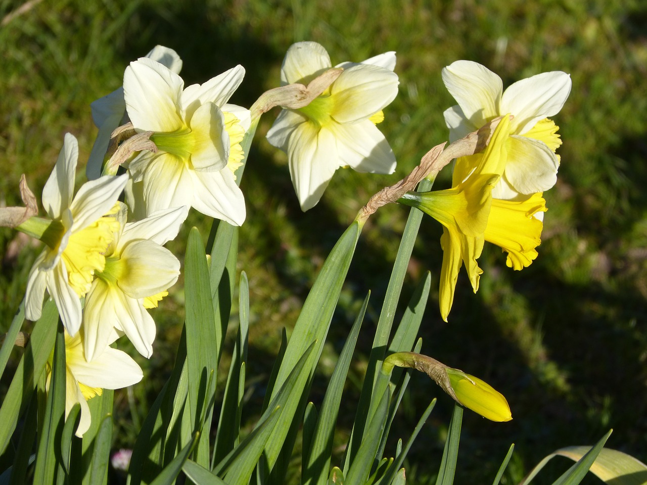 Narcizas, Žiedas, Žydėti, Geltona, Daffodil, Pavasaris, Gėlė, Augalas, Narcissus Pseudonarcissus, Balta