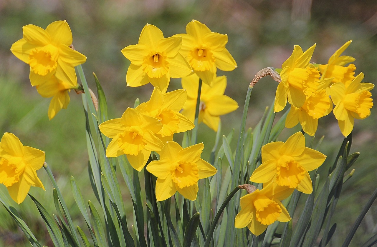 Narcissus Pseudonarcissus, Daffodil, Žydintis Augalas, Amaryllidaceae, Gėlė, Snaigė, Maerzgloeckchen, Pavasaris, Augalas, Pavasario Gėlė