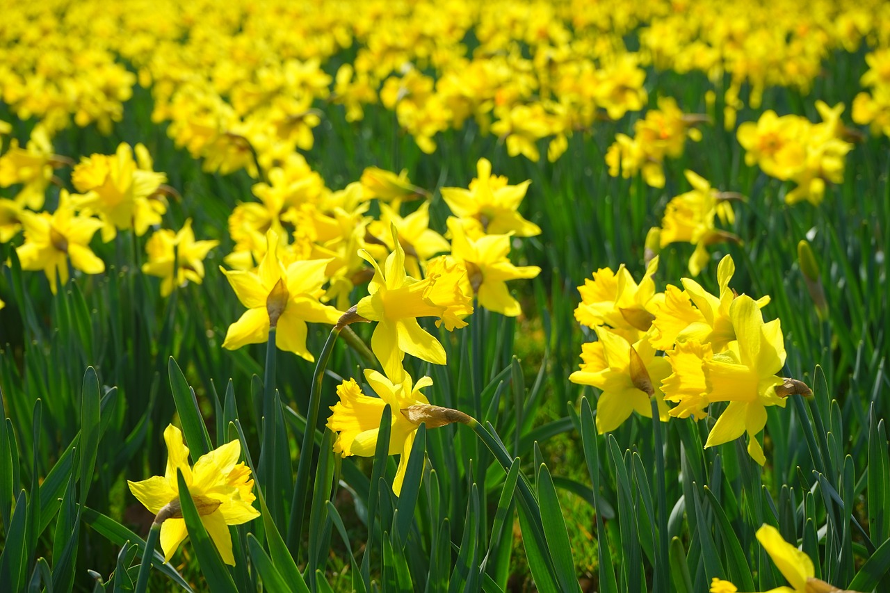 Narcissus Pseudonarcissus, Daffodil, Gėlė, Žiedas, Žydėti, Geltona, Pavasaris, Augalas, Narcizas, Amaryllidoideae