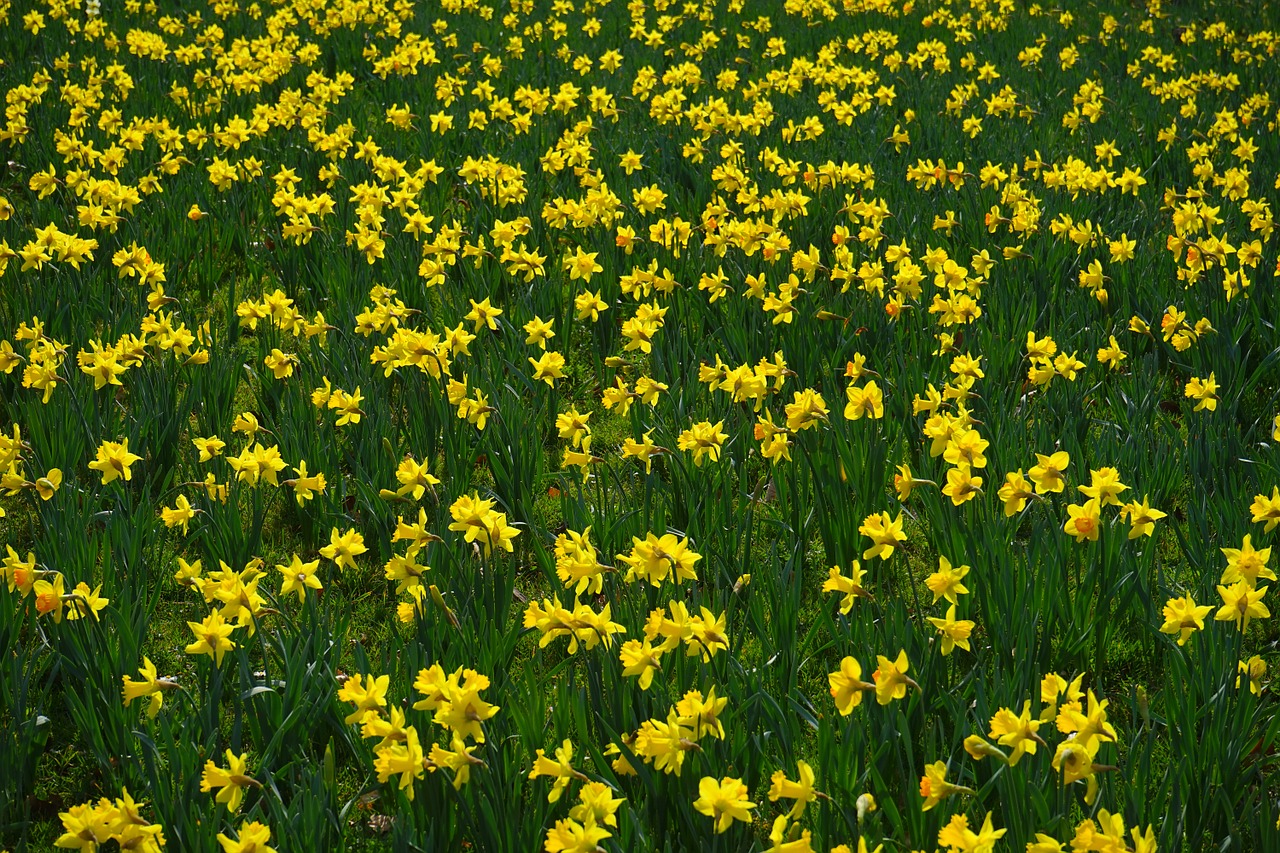 Narcissus Pseudonarcissus, Daffodil, Gėlė, Dafodilo Laukas, Gėlės, Gėlių Jūra, Blütenmeer, Žiedas, Žydėti, Geltona