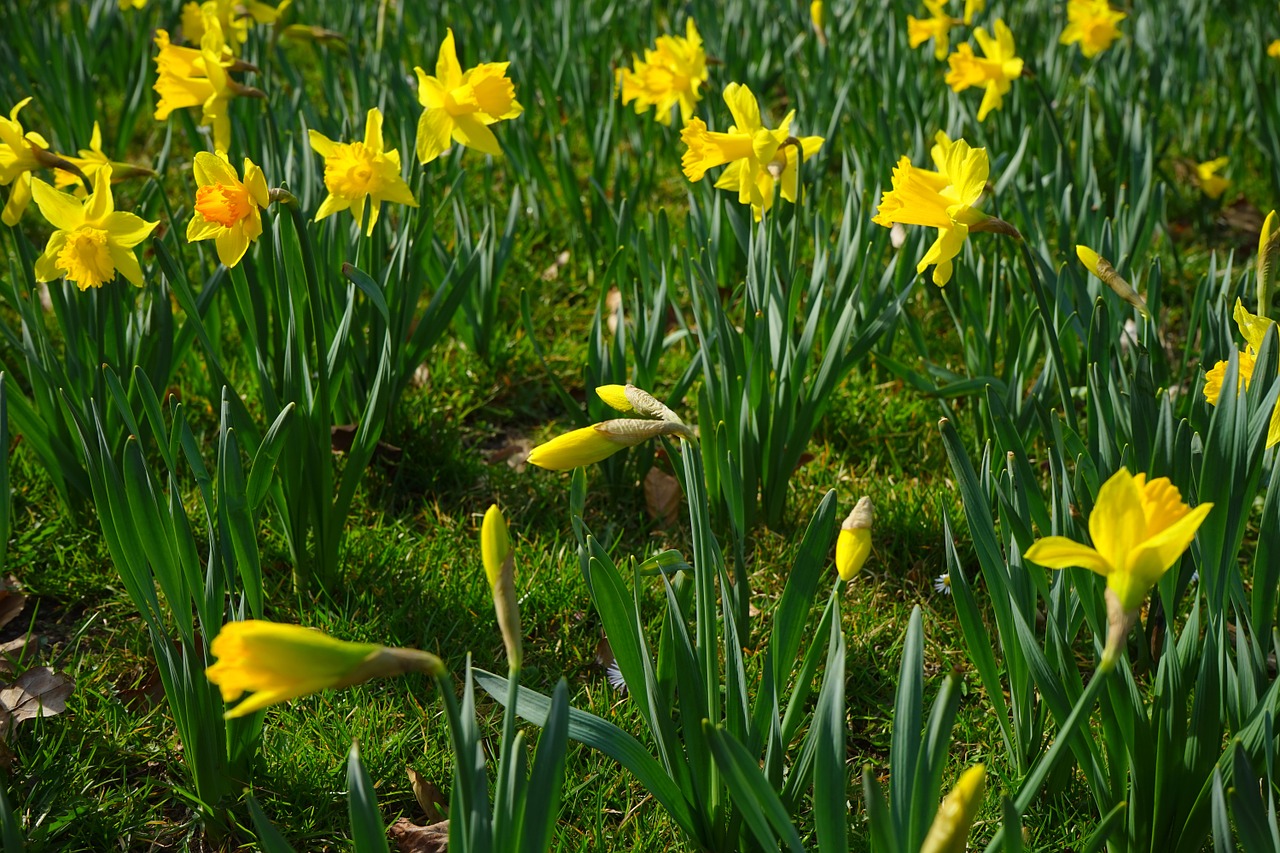 Narcissus Pseudonarcissus, Daffodil, Gėlė, Žiedas, Žydėti, Geltona, Pavasaris, Augalas, Narcizas, Amaryllidoideae