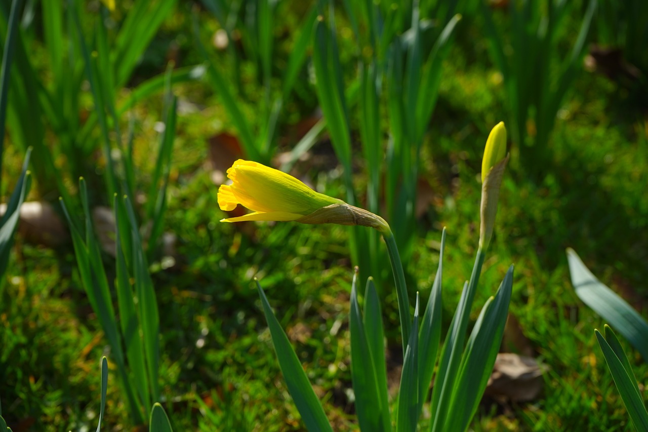 Narcissus Pseudonarcissus, Daffodil, Gėlė, Žiedas, Žydėti, Geltona, Pavasaris, Augalas, Narcizas, Amaryllidoideae
