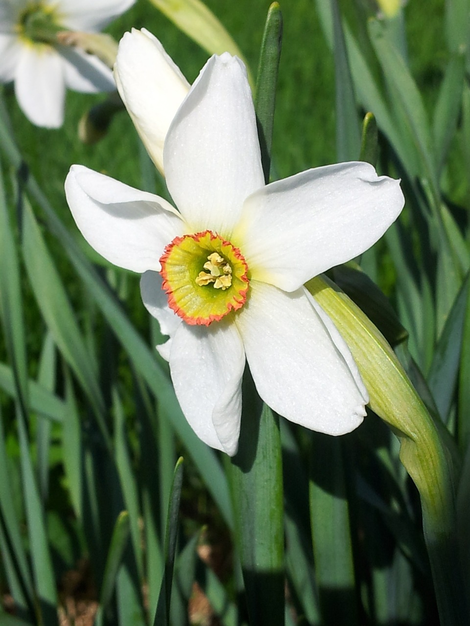 Narcissus Recurvus, Pavasaris, Gėlė, Balta, Poeticus, Daffodil, Sodas, Žalias, Sezonas, Žiedas