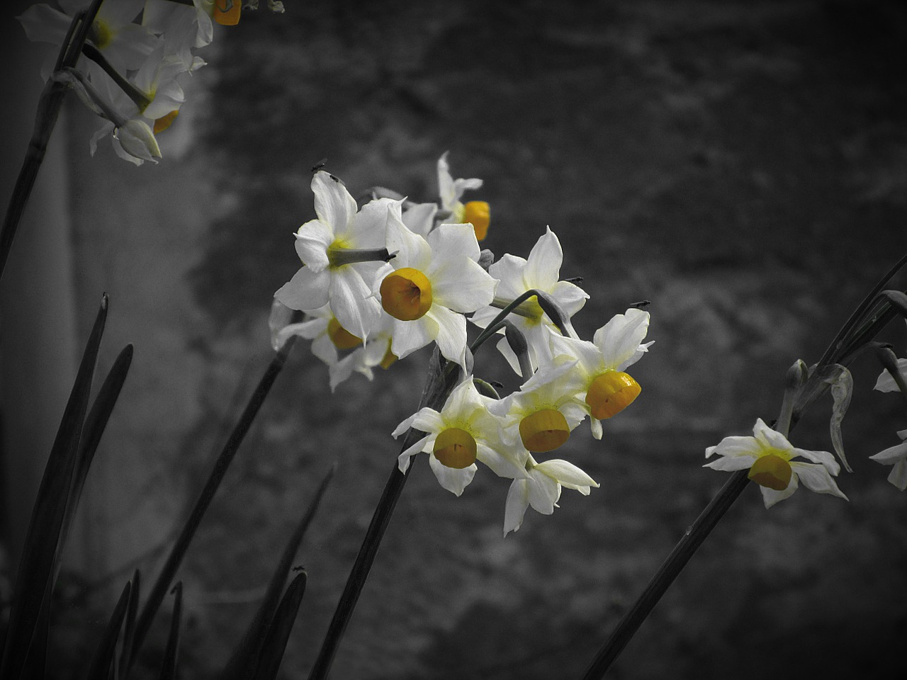 Narcissus Tazetta, Daffodil, Gėlė, Žiedlapis, Augalas, Gamta, Geltona, Bw, Gėlės, Nemokamos Nuotraukos
