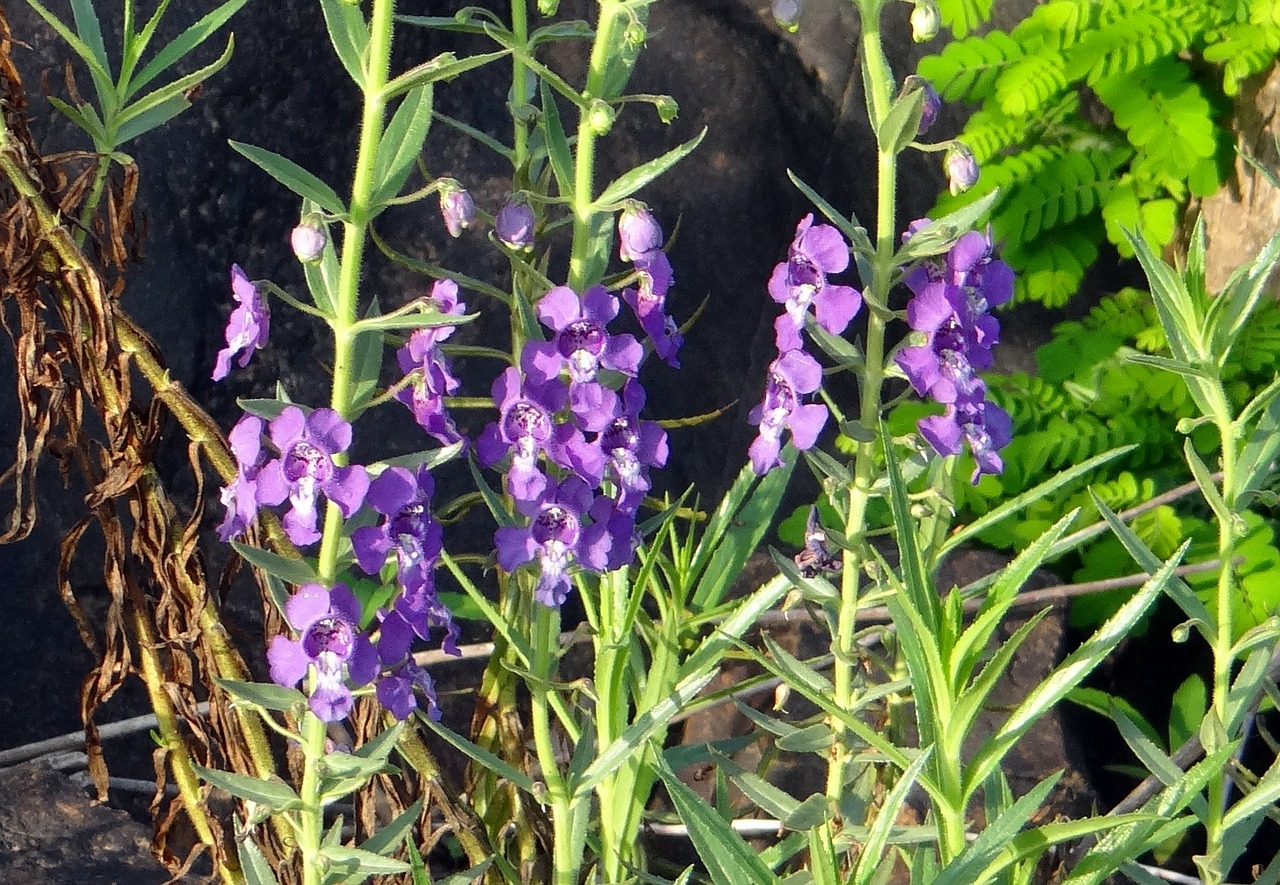 Siauroji Angelonia, Vasaros Snapdragon, Angelo Gėlė, Angelonia Angustifolia, Scrophulariaceae, Jog Bėga, Indija, Nemokamos Nuotraukos,  Nemokama Licenzija