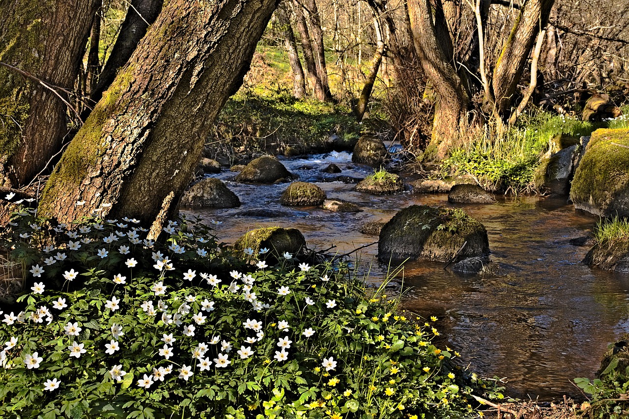 Narvau Tarpeklis, Morvan, Nièvre, Vandens Telkiniai, Upė, Torrent, Akmenys, Dabartinis, Gėlės, Nemokamos Nuotraukos