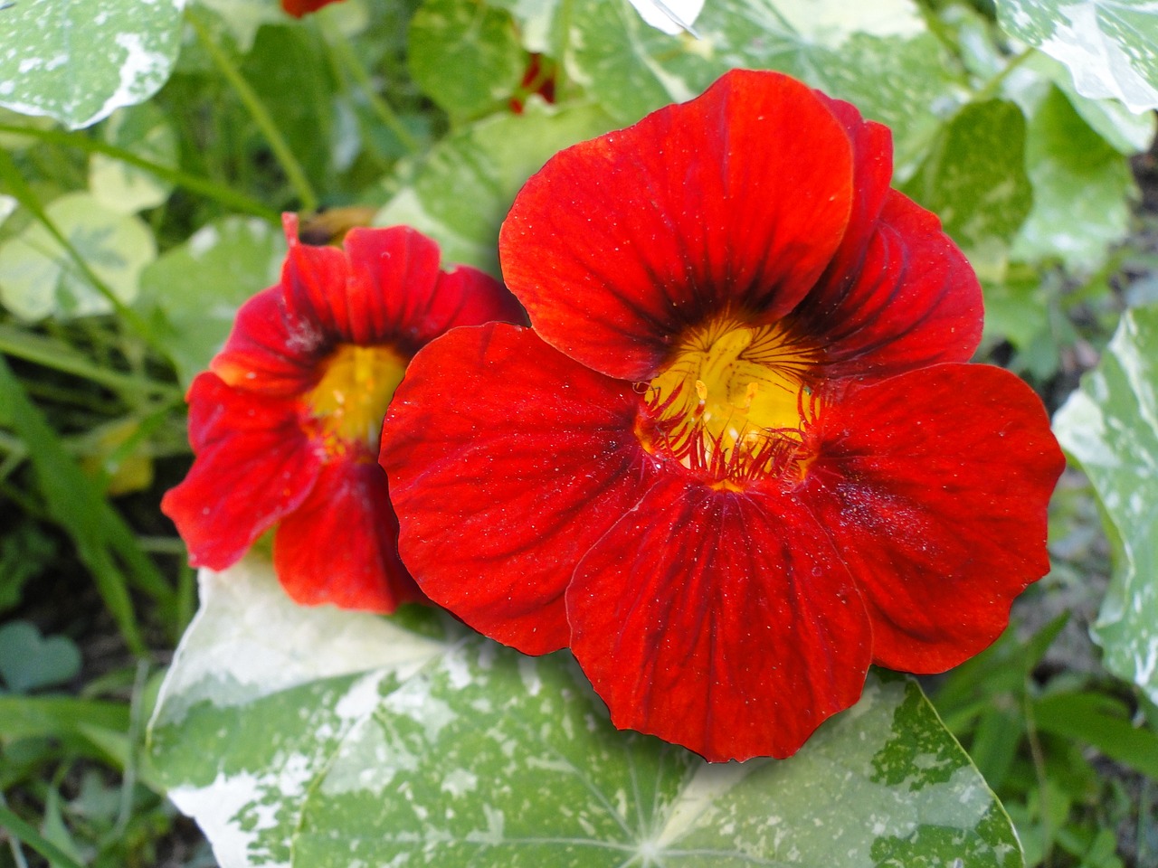 Nasturtium, Gėlės, Raudona, Margas, Lapai, Gėlių, Šviesus, Spalvinga, Alaska Veislė, Žydėti