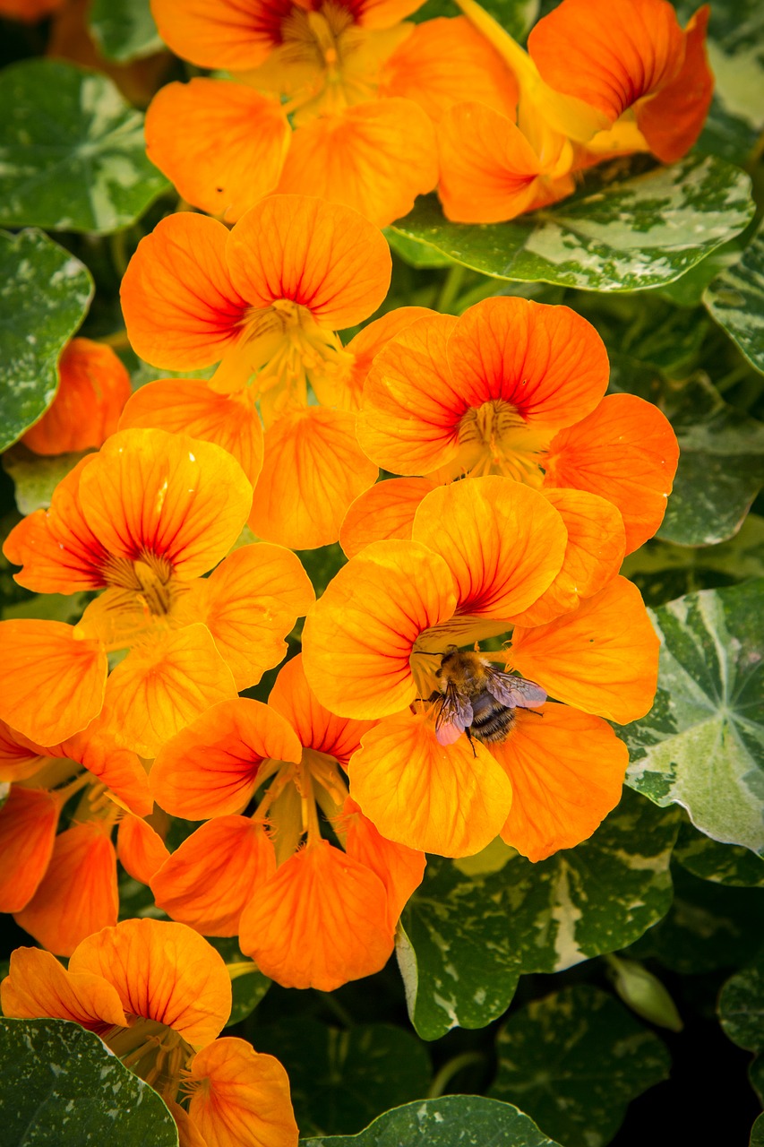 Nasturtium, Gėlės, Bičių, Sodas, Gamta, Oranžinė, Botanikos, Šviesus, Žiedlapis, Pavasaris