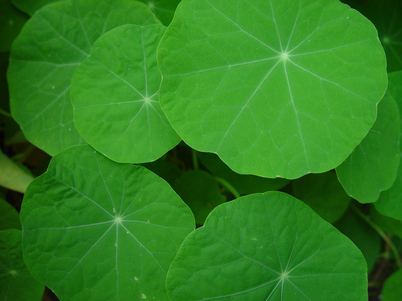 Nasturtium, Lapai, Lapai, Peizažai, Gamta, Nemokamos Nuotraukos,  Nemokama Licenzija