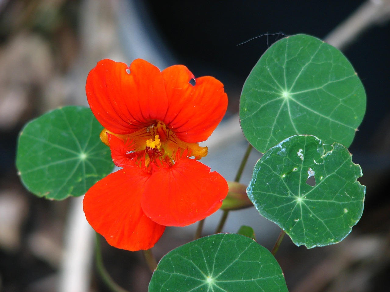 Nasturtium, Kresas, Žiedas, Žydėti, Gėlė, Kauliukai, Geltona, Stiprus, Raudona, Oranžinė