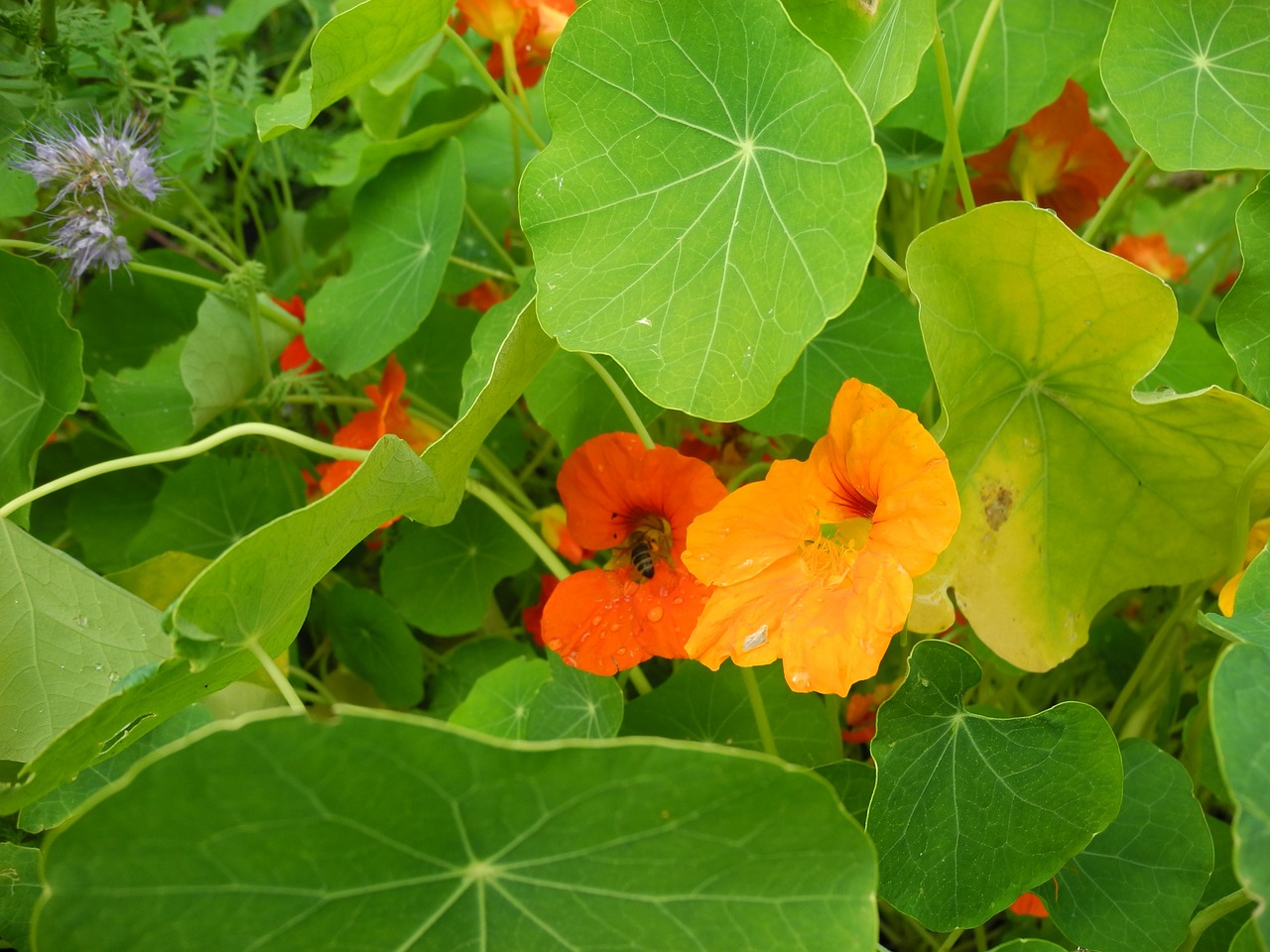 Nasturtium, Bitės, Sodas, Žiedas, Žydėti, Oranžinė, Lapai, Nemokamos Nuotraukos,  Nemokama Licenzija