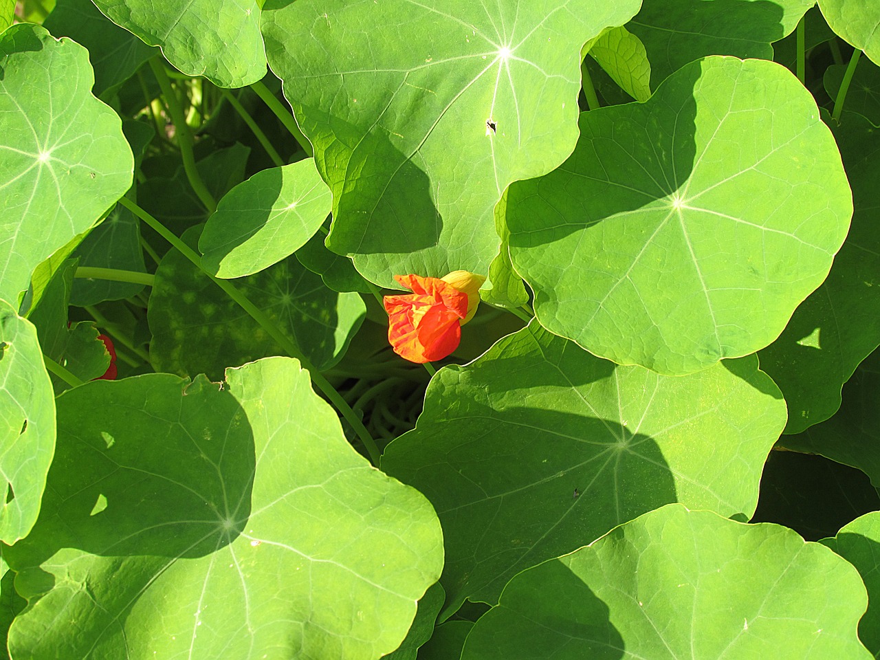 Nasturtium, Gėlė, Žiedas, Žydėti, Uždaryti, Oranžinė, Nemokamos Nuotraukos,  Nemokama Licenzija