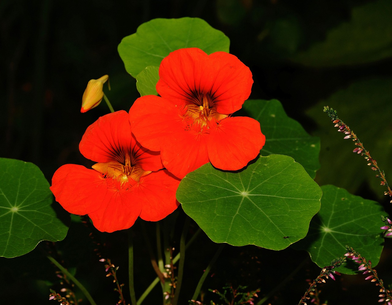 Nasturtium, Žiedas, Žydėti, Rank, Mažos Gėlės, Lapai, Flora, Apdaila, Kūrybingas, Raudona