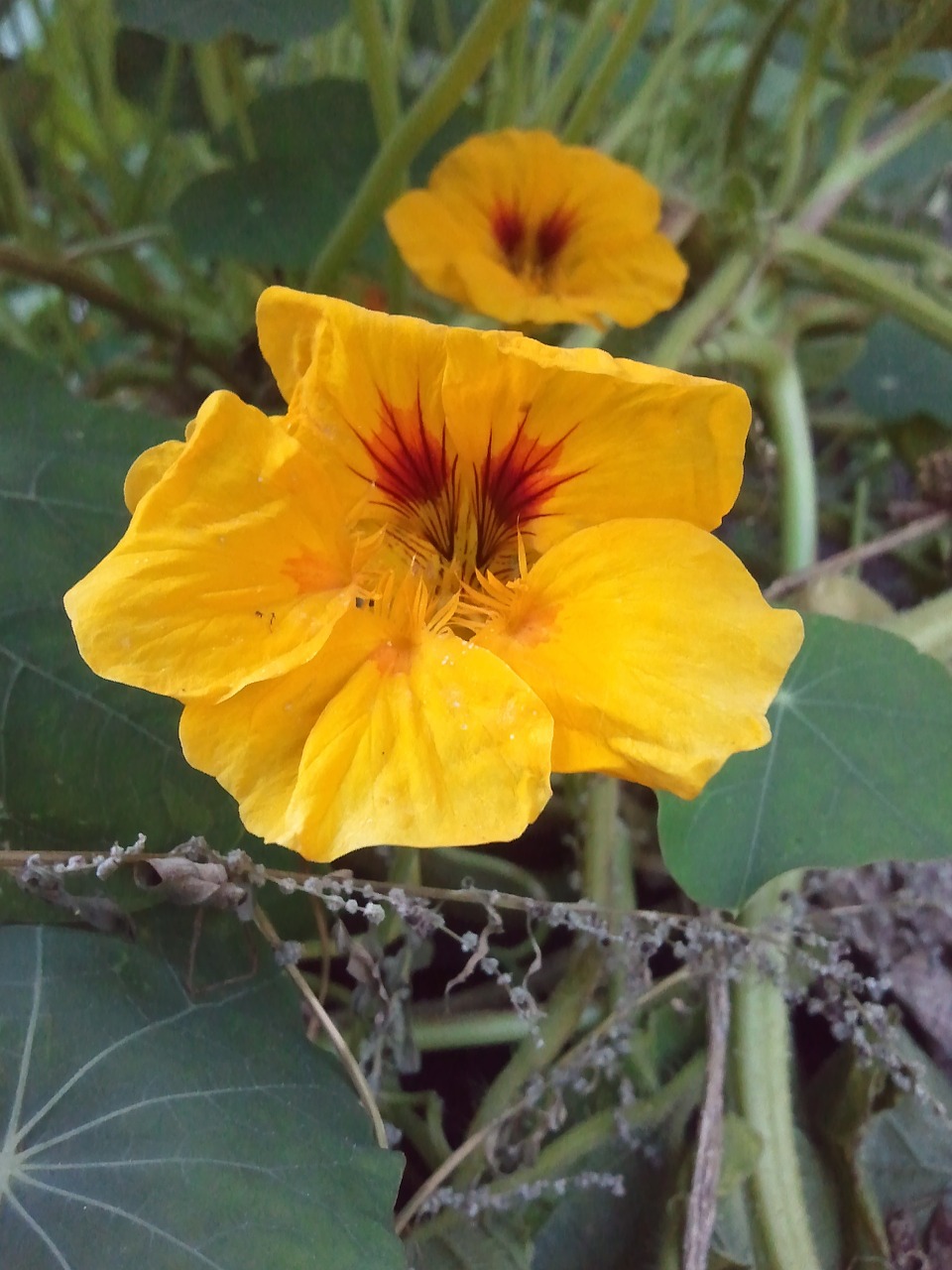 Nasturtium, Oranžinė, Žalias, Gėlė, Žiedas, Žydėti, Augalas, Karabinai Šiltnamyje, Tropaeolum Majus, Tropaeolaceae