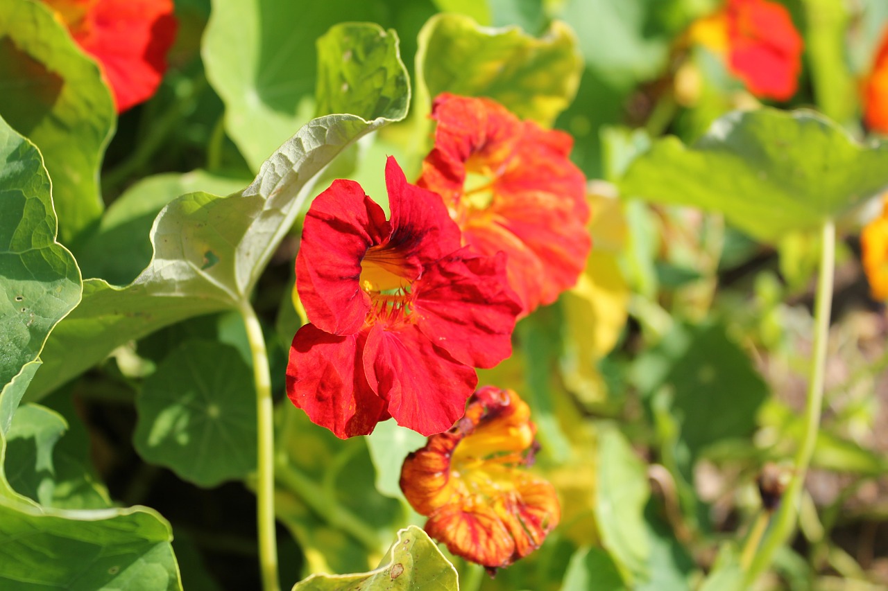 Nasturtium, Žiedas, Žydėti, Oranžinė, Nemokamos Nuotraukos,  Nemokama Licenzija