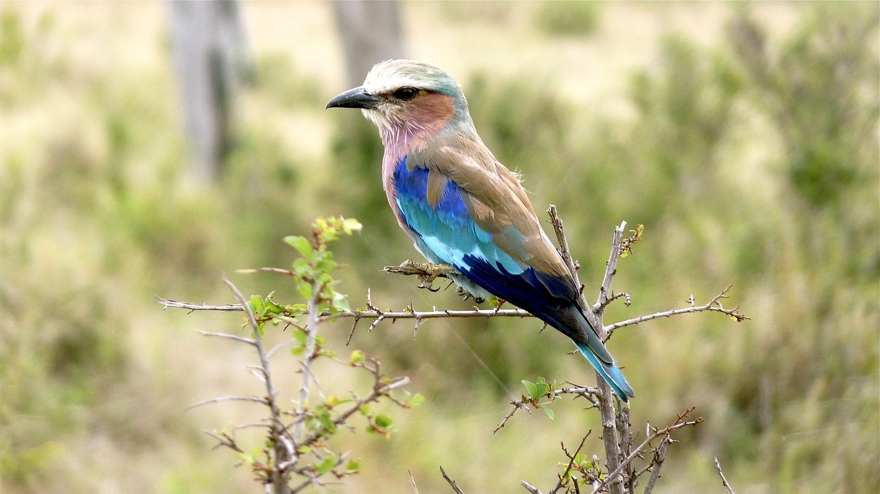 Nacionalinė Paukštis, Laukiniai Paukščiai, Namibija, Plunksna, Afrikos Paukščiai, Gamta, Nemokamos Nuotraukos,  Nemokama Licenzija
