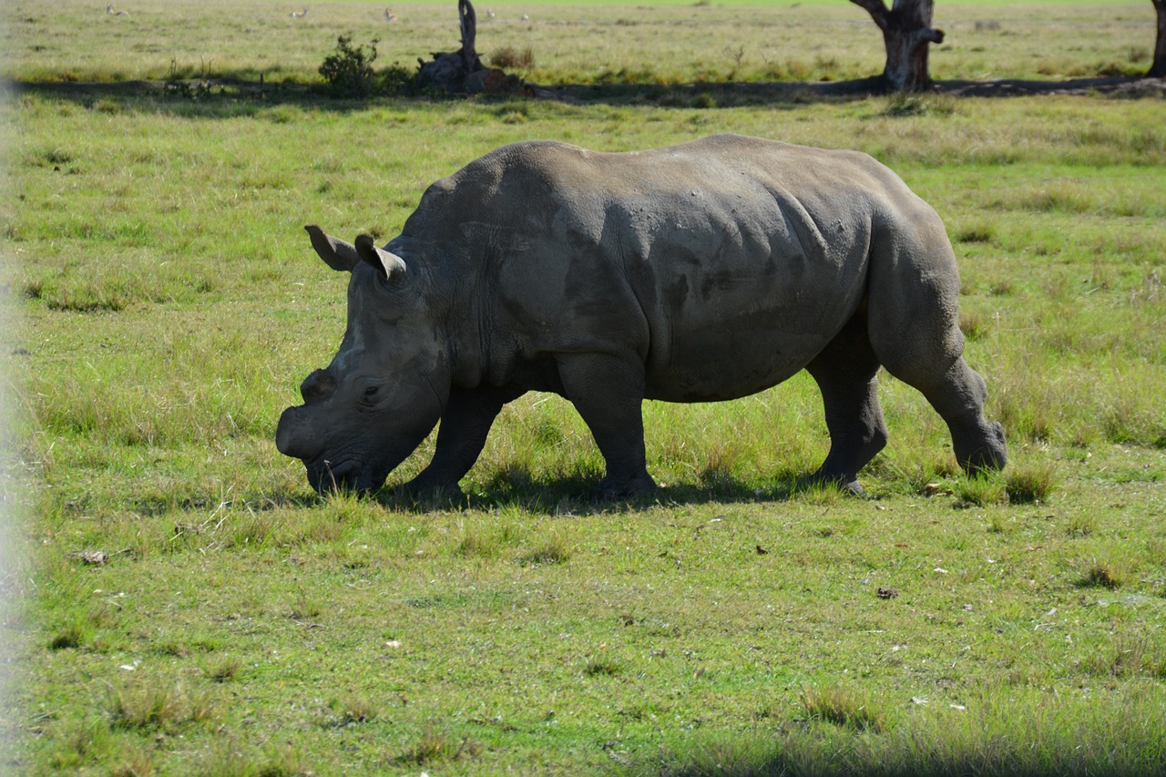 Nacionalinis Parkas, Rhino, Pietų Afrika, Dykuma, Nemokamos Nuotraukos,  Nemokama Licenzija