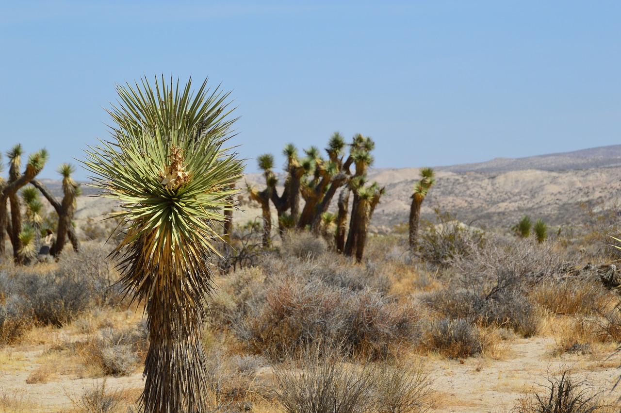 Nacionalinis Parkas, Kaktusas, Amerikietis, Usa, Gamta, Nemokamos Nuotraukos,  Nemokama Licenzija