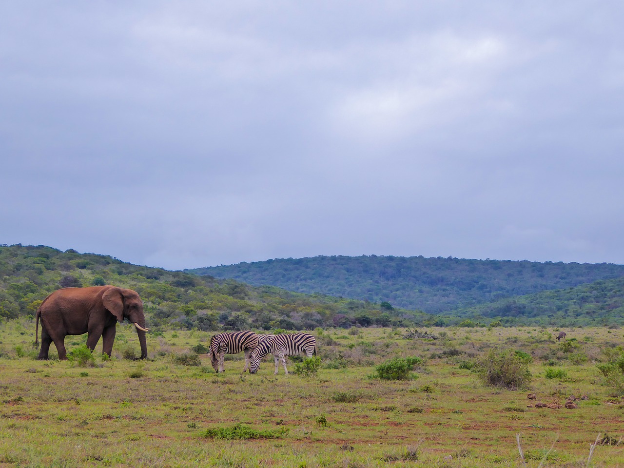 Nacionalinis Parkas, Safari, Panorama, Gyvūnai, Gyvūnų Pasaulis, Pietų Afrika, Zebras, Dramblys, Žalias, Gamta