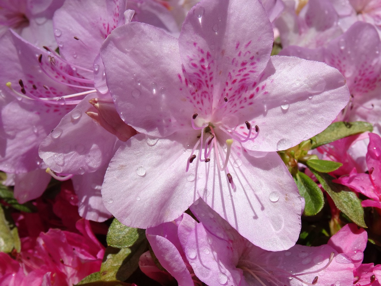 Nacionaliniai Rhododendron Sodai, Viktorija, Sezonas, Azalija, Violetinė, Mt Dandenong, Gyvas, Spalva, Gamta, Augalas