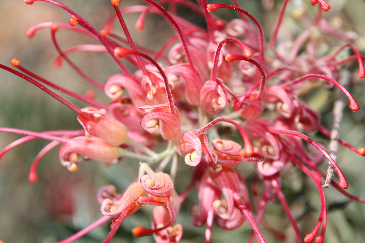 Gimtoji, Augalas, Raudona, Gamta, Flora, Rožinis, Australian, Australia, Wildflower, Nemokamos Nuotraukos