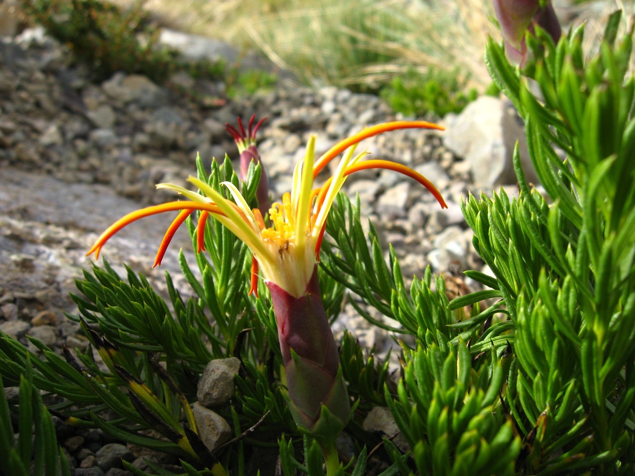 Vietinis Chileanas, Laukinė Flora, Nacionalinė Laukinė Gamta Aukštesnė Lircay, Kalnų Gėlė, Mutisia Linearifolia, Gvazdikų Laukas, Nemokamos Nuotraukos,  Nemokama Licenzija