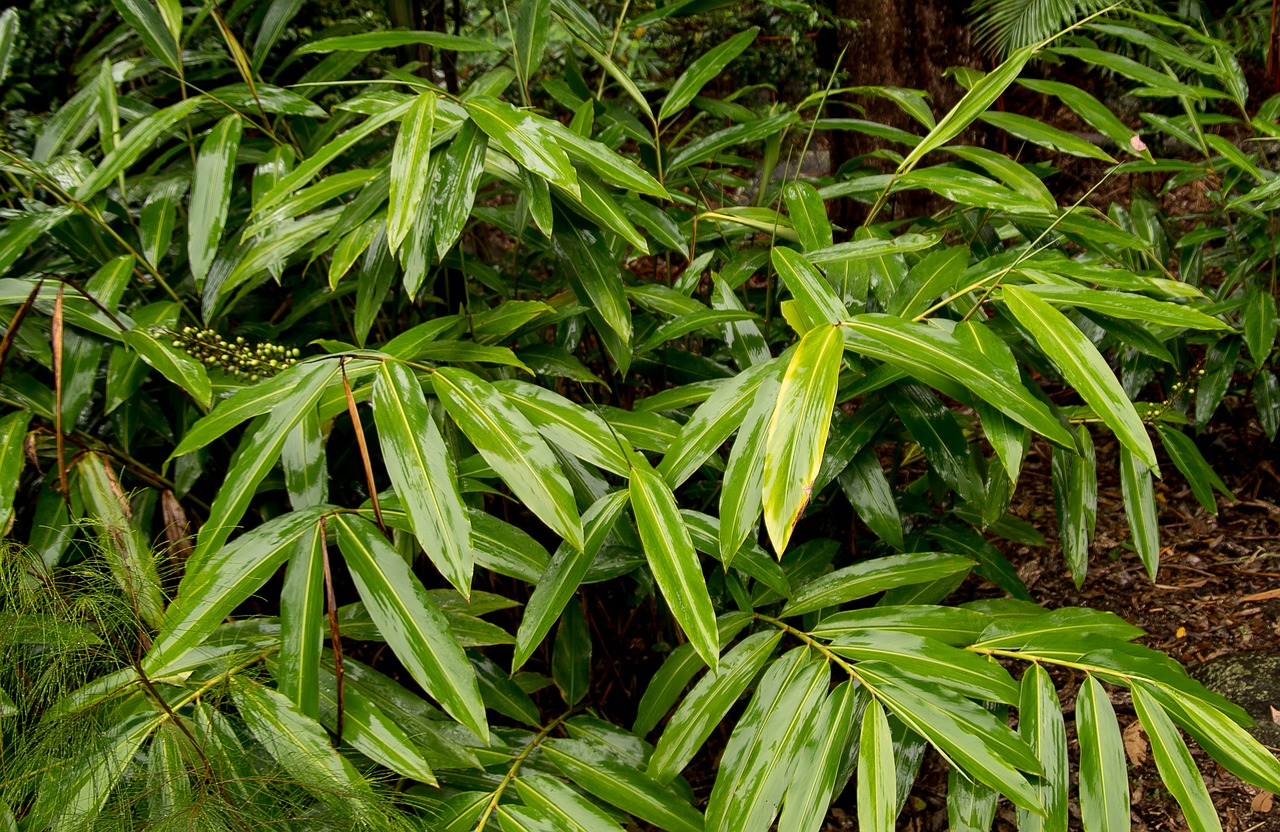 Vietinis Imbieras, Alpinia Caerulea, Lapai, Šlapias, Blizgantis, Atogrąžų Miškai, Lietus, Miškas, Subtropinis, Queensland