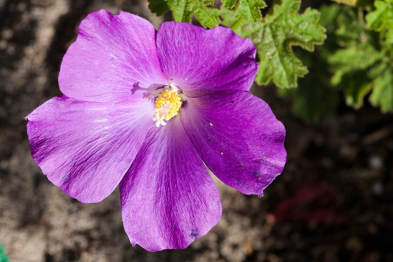 Gimtoji Hibiscus, Australia, Aussie, Gimtoji, Augalas, Gėlė, Hibiscus, Botanikos, Krūmas, Malvaceae