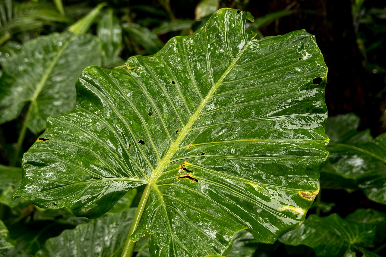 Gimtoji Lelija, Cunjevoi, Alocasia Brisbanensis, Lapai, Žalias, Atogrąžų Miškai, Laukiniai, Šlapias, Lietus, Gimtoji