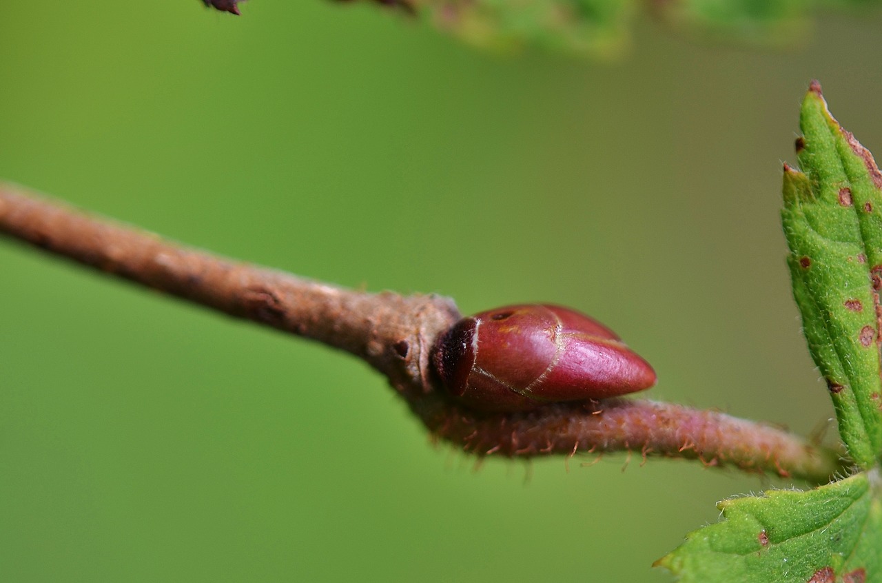 Natur, Lapai, Natūralus, Augalas, Žalias, Medis, Vasara, Miškas, Lapai, Sodas