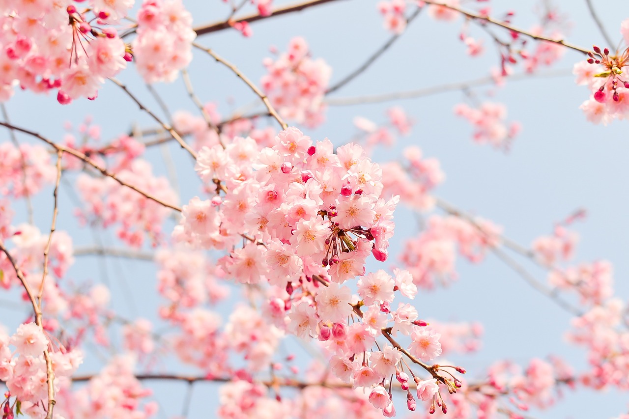 Natūralus, Augalas, Gėlės, Vyšnia, Japonija, Pavasaris, Rožinis, Pavasario Gėlės, Nemokamos Nuotraukos,  Nemokama Licenzija