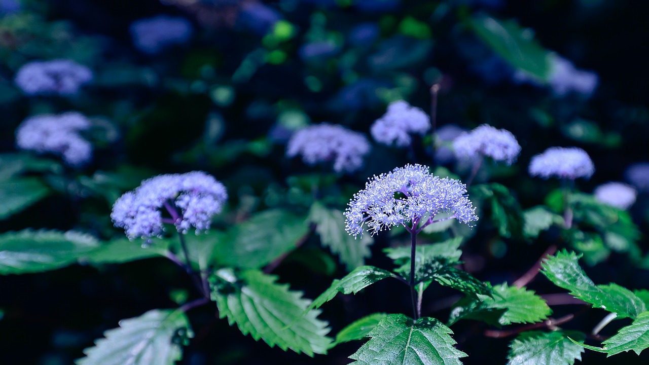 Natūralus, Augalas, Violetinė, Kalnas, Žalias, Lapai, Japonija, Gėlės, Hydrangeas, Nemokamos Nuotraukos