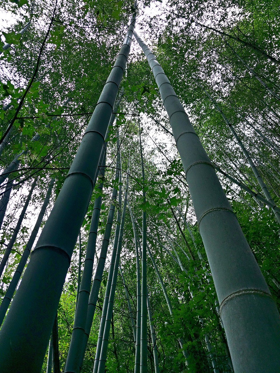 Natūralus, Bambukas, Šviežias, Nemokamos Nuotraukos,  Nemokama Licenzija