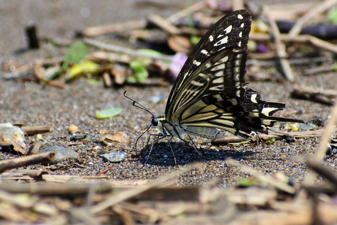 Natūralus, Kraštovaizdis, Vabzdys, Drugelis, Swallowtail Drugelis, Nemokamos Nuotraukos,  Nemokama Licenzija