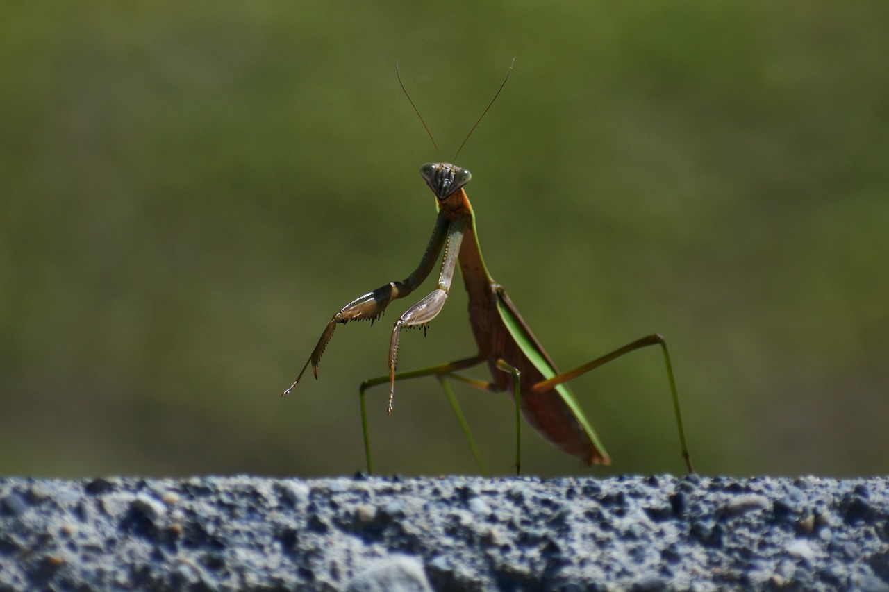 Natūralus, Kraštovaizdis, Vabzdys, Mantis, 蟷 蟷, 螳螂 Kirvio, Nemokamos Nuotraukos,  Nemokama Licenzija