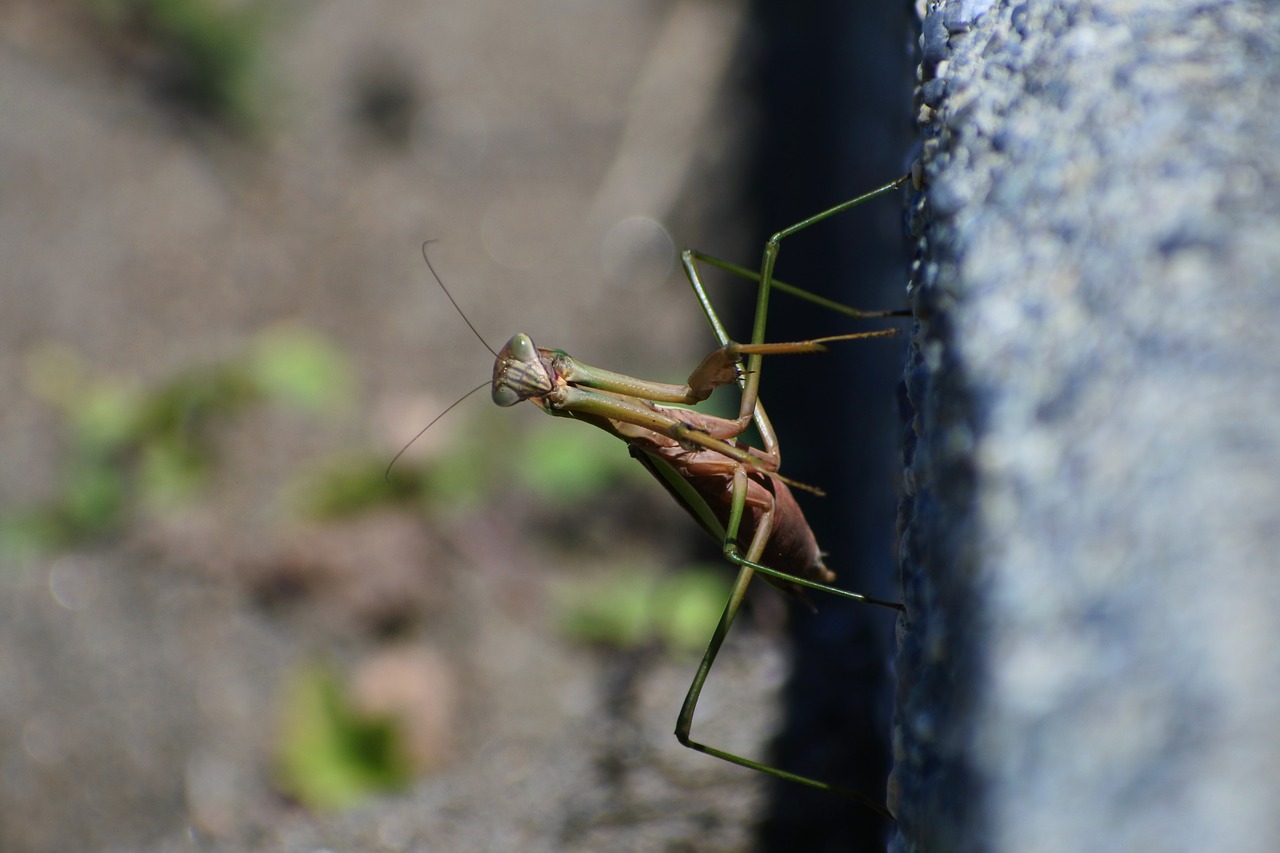 Natūralus, Kraštovaizdis, Vabzdys, Mantis, 蟷 蟷, Kirvis, Nemokamos Nuotraukos,  Nemokama Licenzija