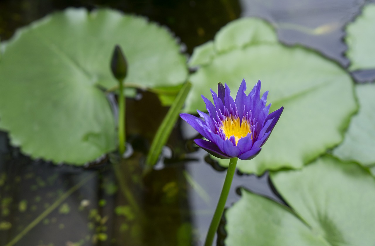 Natūralus, Lelija, Ginklo Medvilnė, Vietnamas, Violetinė, Ežeras, Nemokamos Nuotraukos,  Nemokama Licenzija