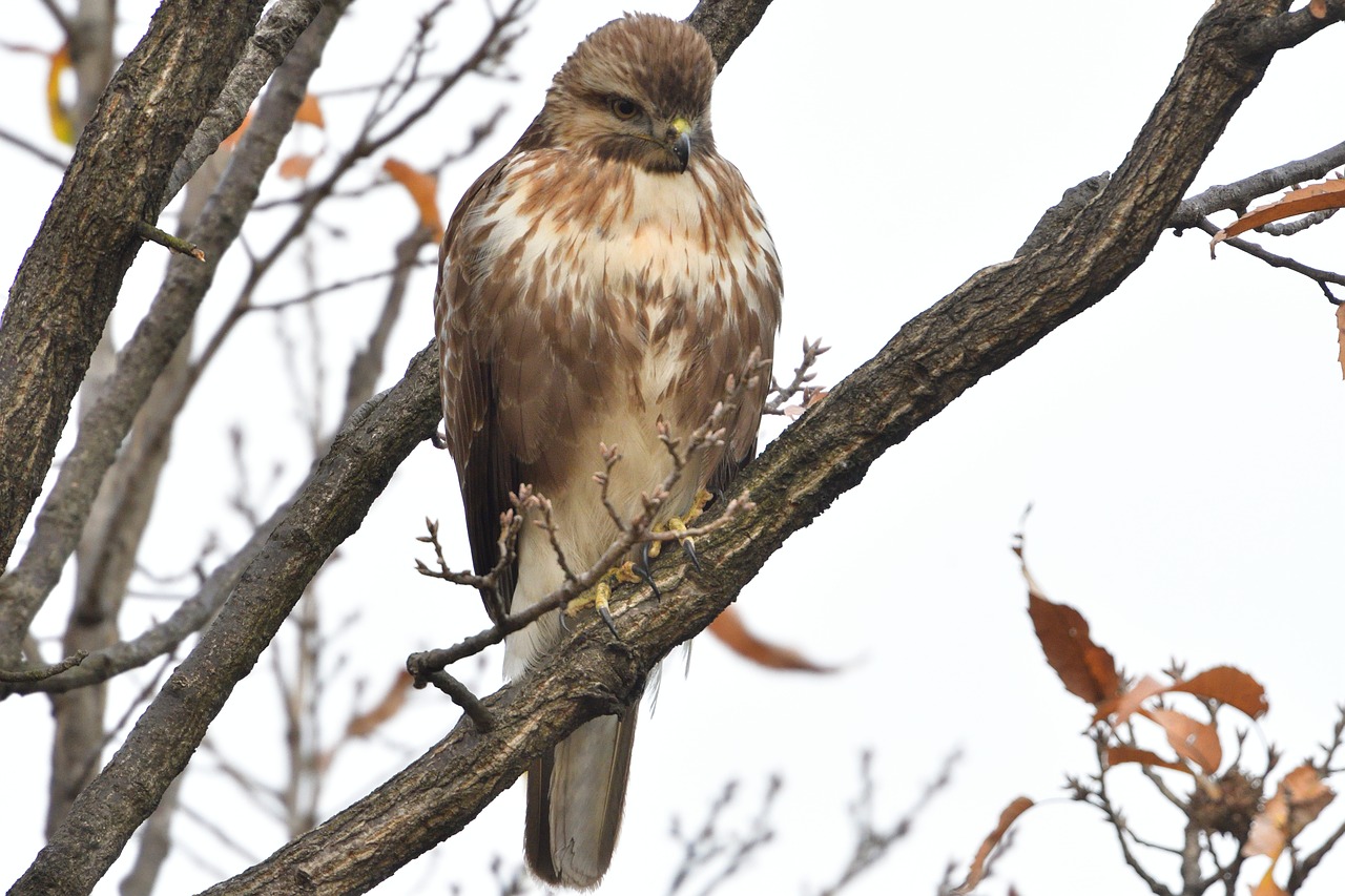 Natūralus,  Paukštis,  Laukiniai Gyvūnai,  Gyvūnas,  Mediena,  Raptoras,  Buzzard,  Be Honoraro Mokesčio, Nemokamos Nuotraukos,  Nemokama Licenzija