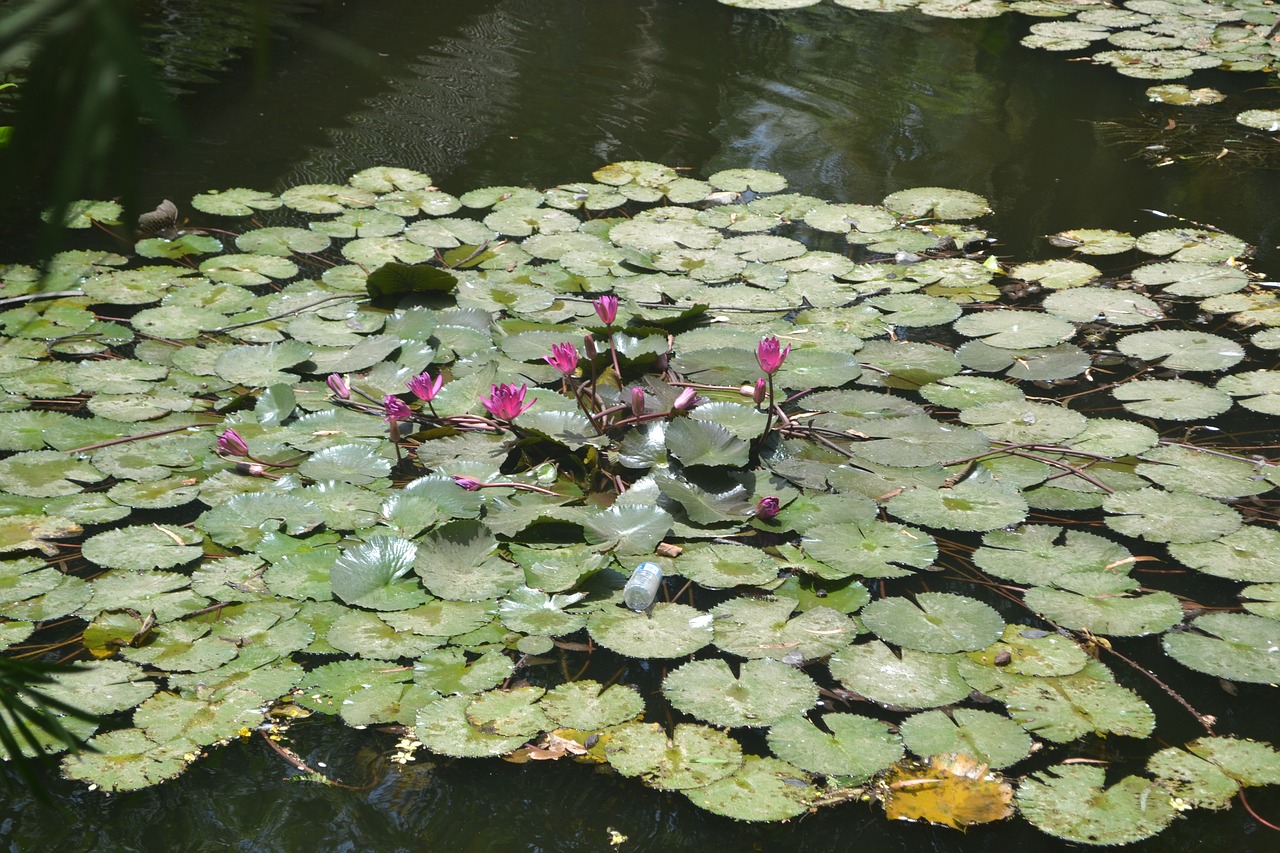 Natūralus,  Lotus,  Žalias,  Pobūdį,  Gėlė,  Vanduo, Nemokamos Nuotraukos,  Nemokama Licenzija