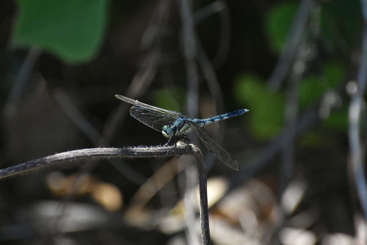 Natūralus,  Kraštovaizdis,  Miškas,  Vabzdys,  Dragonfly,  Galimybė Spalva Laumžirgis, Nemokamos Nuotraukos,  Nemokama Licenzija