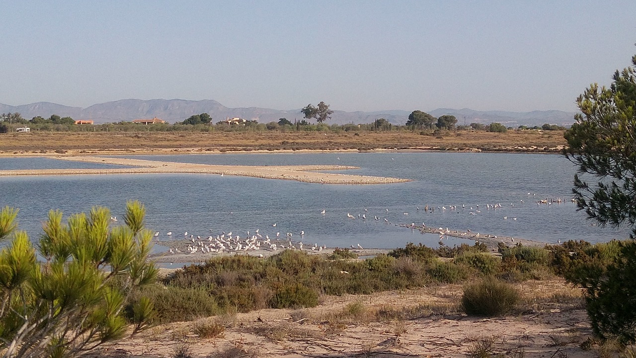 Gamtos Parkas, Salinas, Santa Pola, Flamandų, Paukščiai, Fauna, Vandens Paukščiai, Gyvūnas, Gamta, Plunksnos