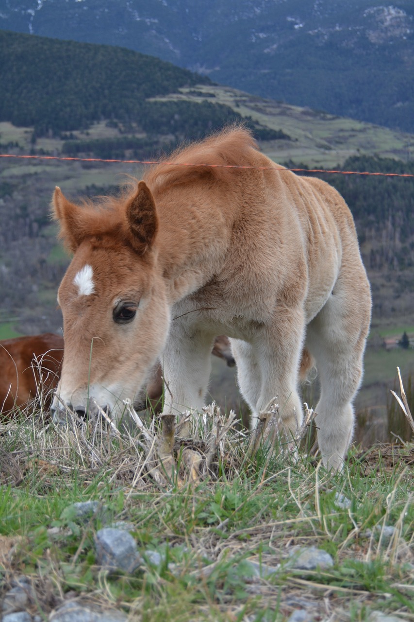 Gamta, Ponis, Žinduoliai, Arkliai, Nemokamos Nuotraukos,  Nemokama Licenzija