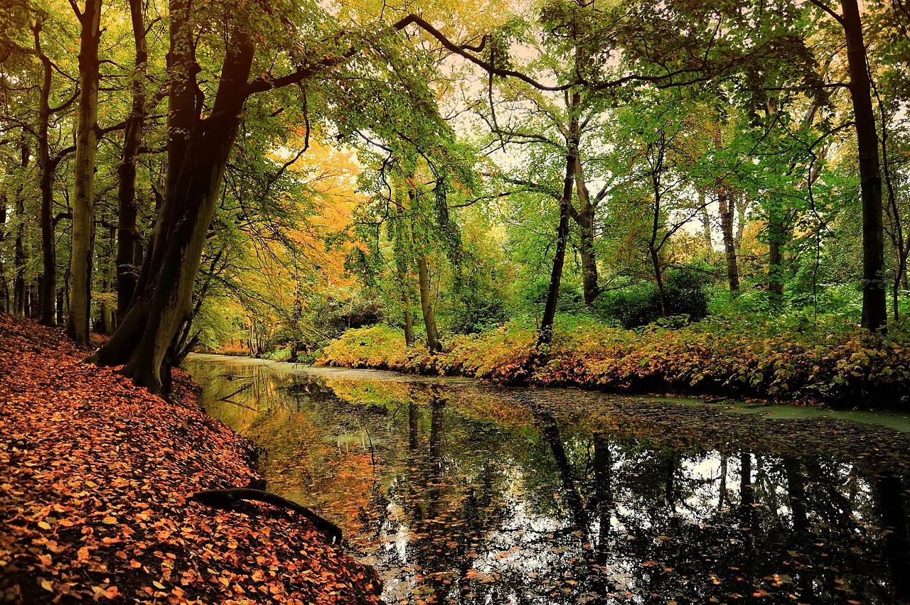 Gamta, Lapai, Lapuočių Miškas, Rudens Motyvas, Nemokamos Nuotraukos,  Nemokama Licenzija