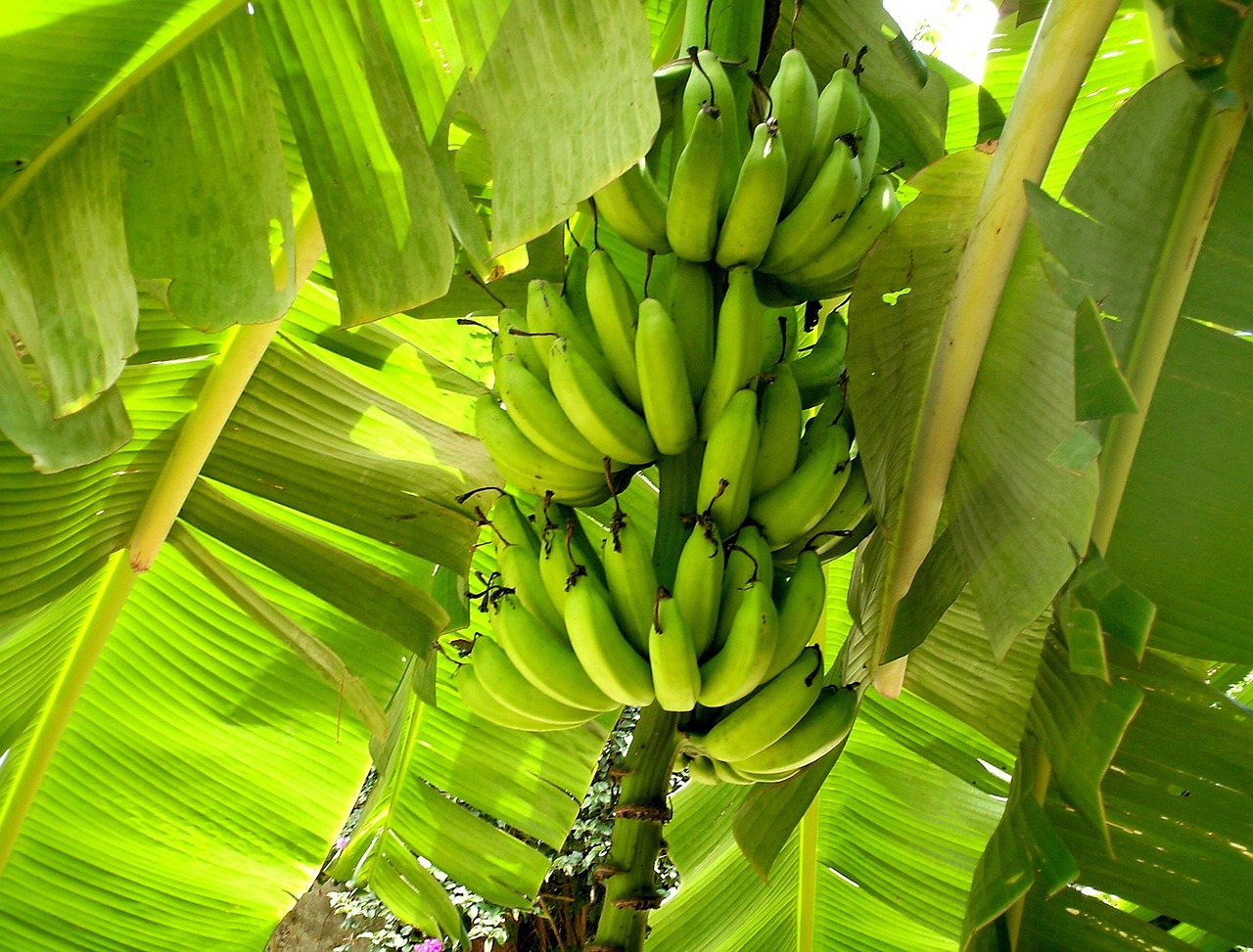 Gamta, Vaisiai, Augalai, Lapai, Maistas, Auginimas, Bananas, Žalias, Bananų Medis, Salotos
