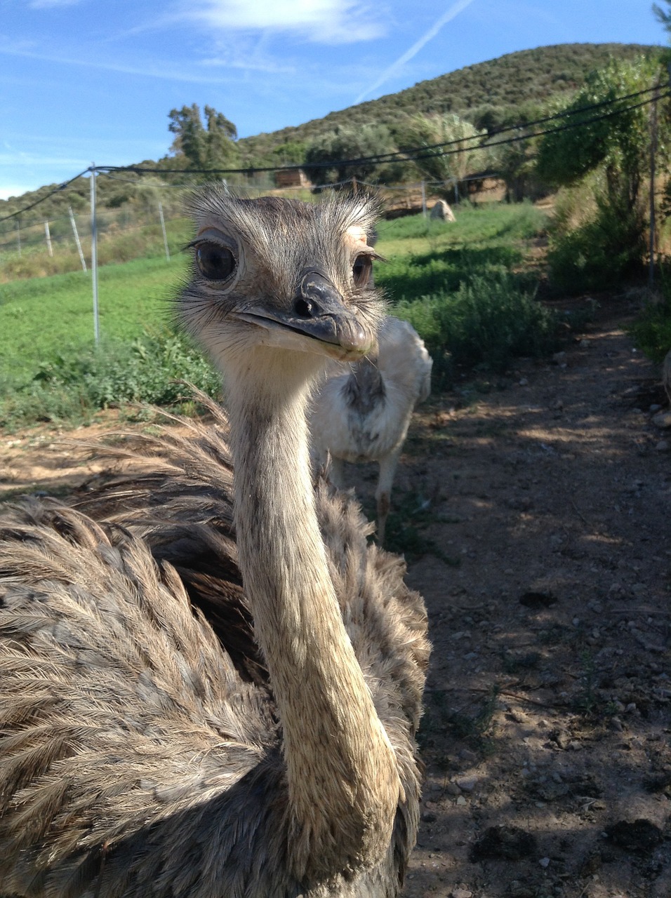 Gamta, Kraštovaizdis, Italy, Rheas, Strutis, Parkas, Nemokamos Nuotraukos,  Nemokama Licenzija