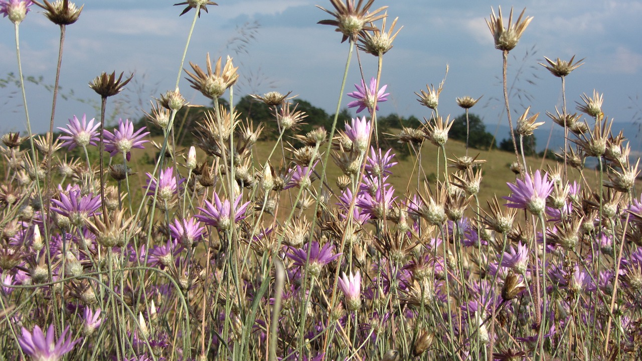 Vasara, Gamta, Gėlės, Miškas, Gėlė, Plotas, Laukinis Augalas, Sausa Gėlė, Violetinė, Nemokamos Nuotraukos