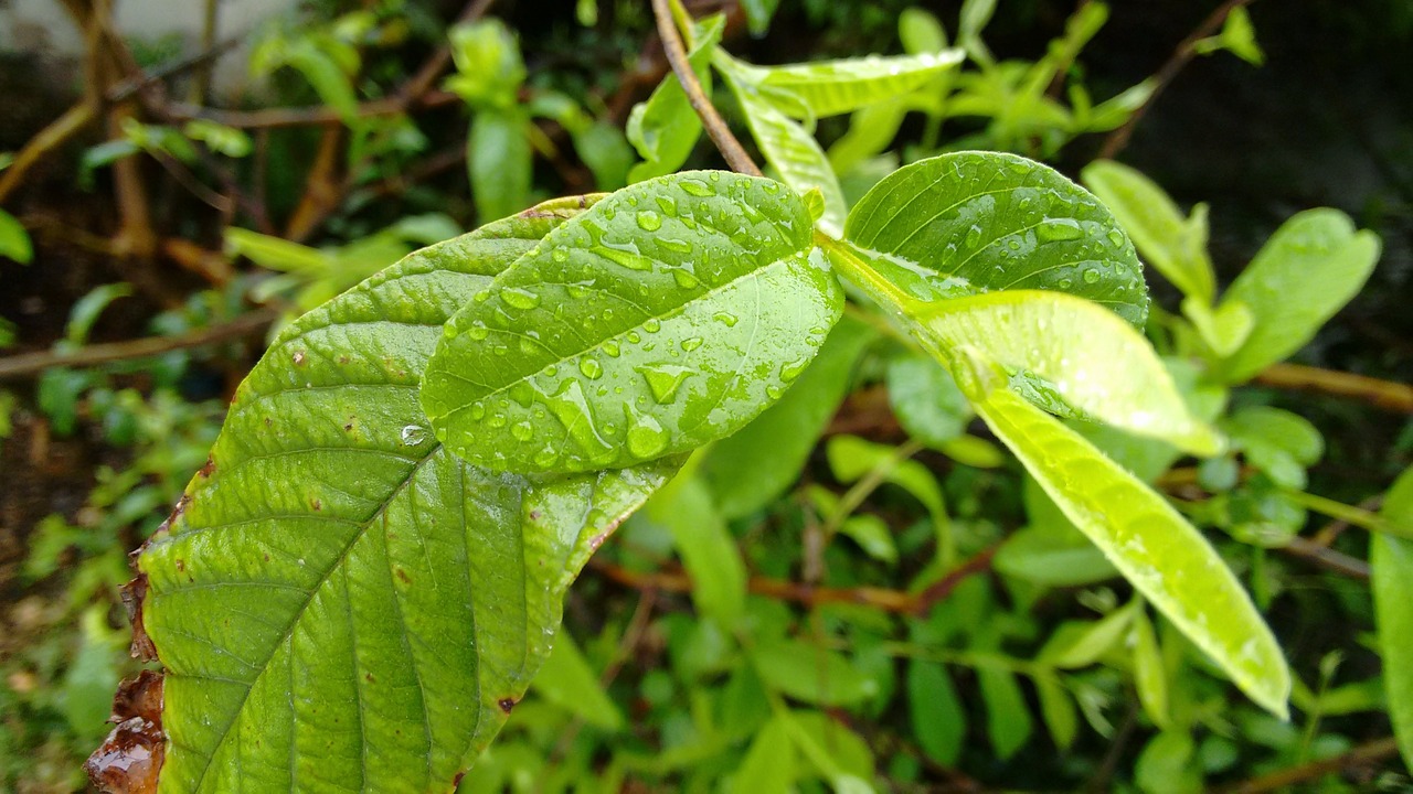 Gamta, Po Lietaus, Lietus, Lašas, Vanduo, Augalas, Guava Lapai, Lietaus Lašai, Lapai, Žalias